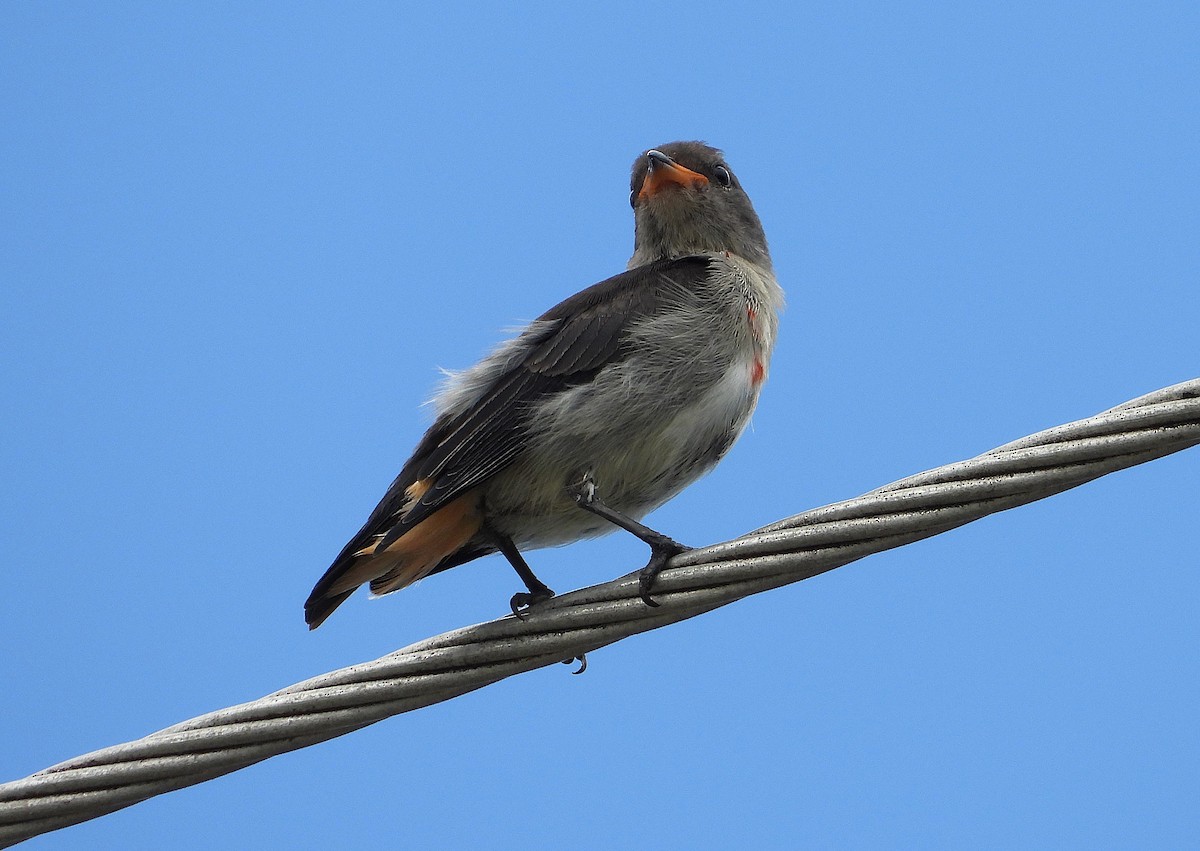 ヤドリギハナドリ - ML646732727