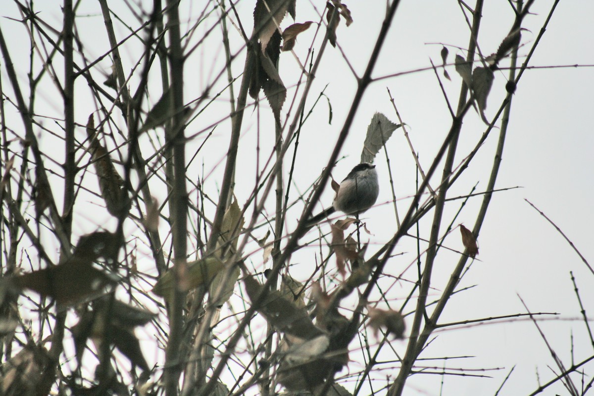 Ополовник - ML646732728