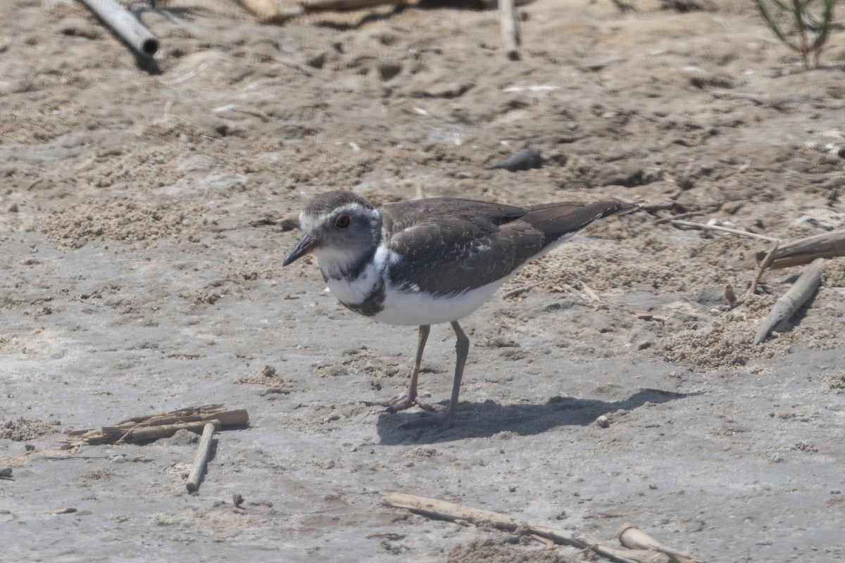 Трёхполосый зуёк - ML646732729