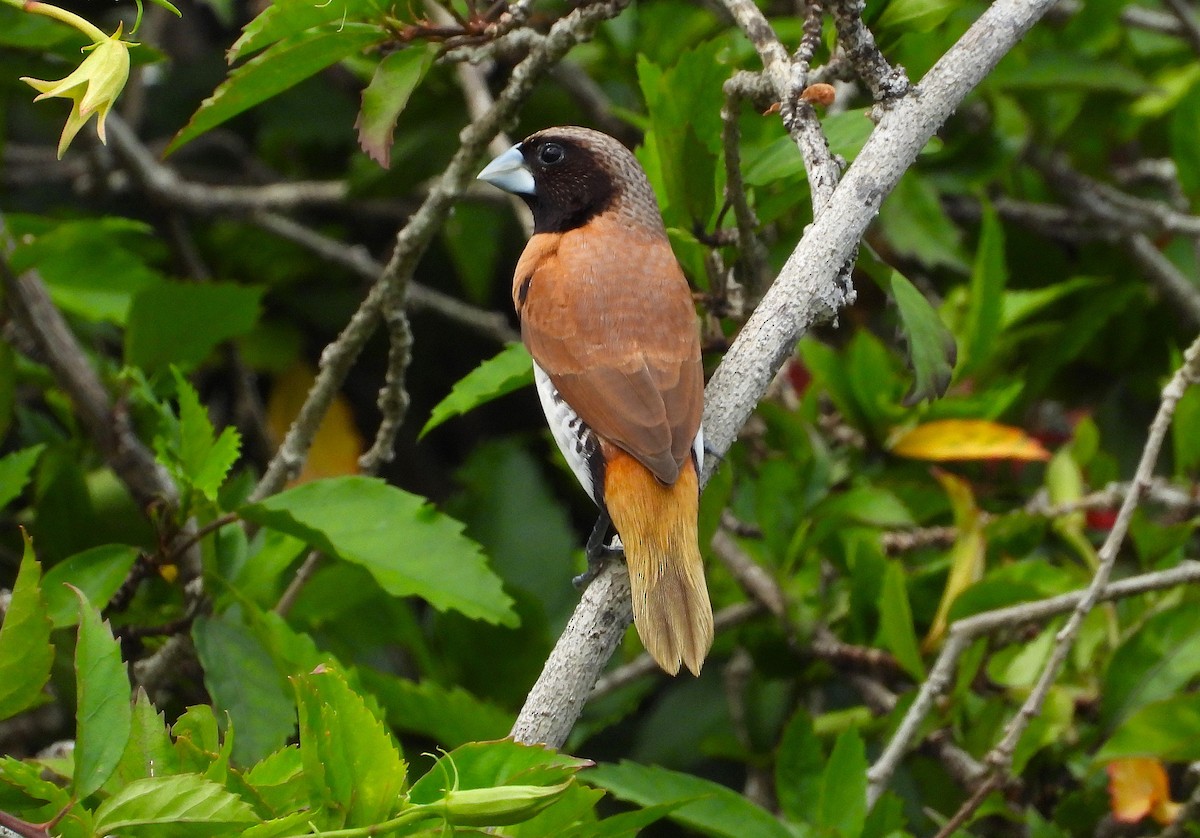 Chestnut-breasted Munia - ML646732730