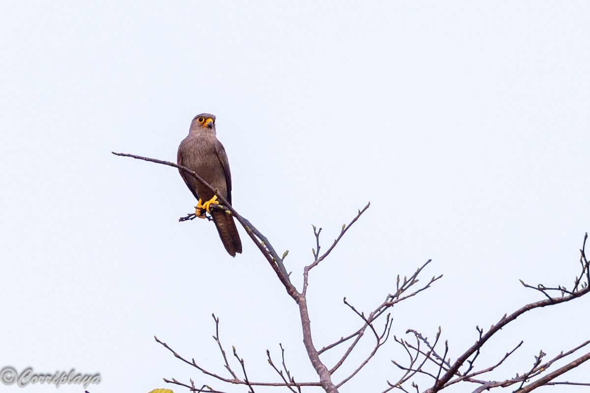 Gray Kestrel - ML646732731