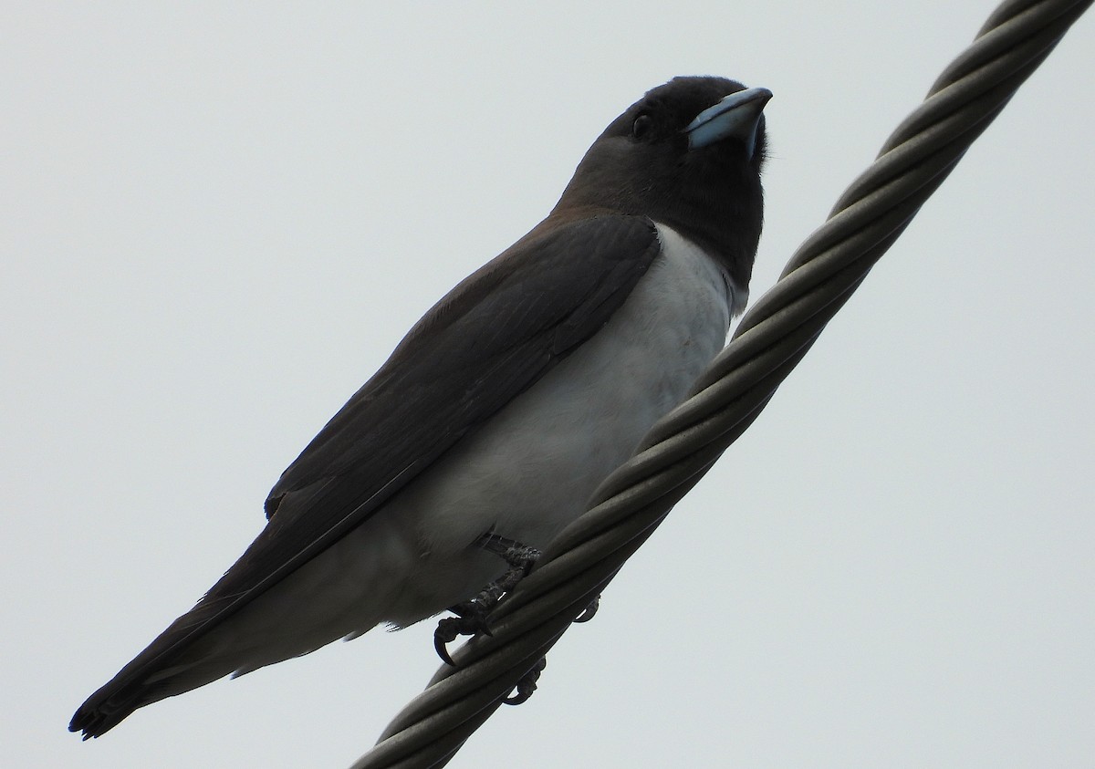 White-breasted Woodswallow - ML646732732