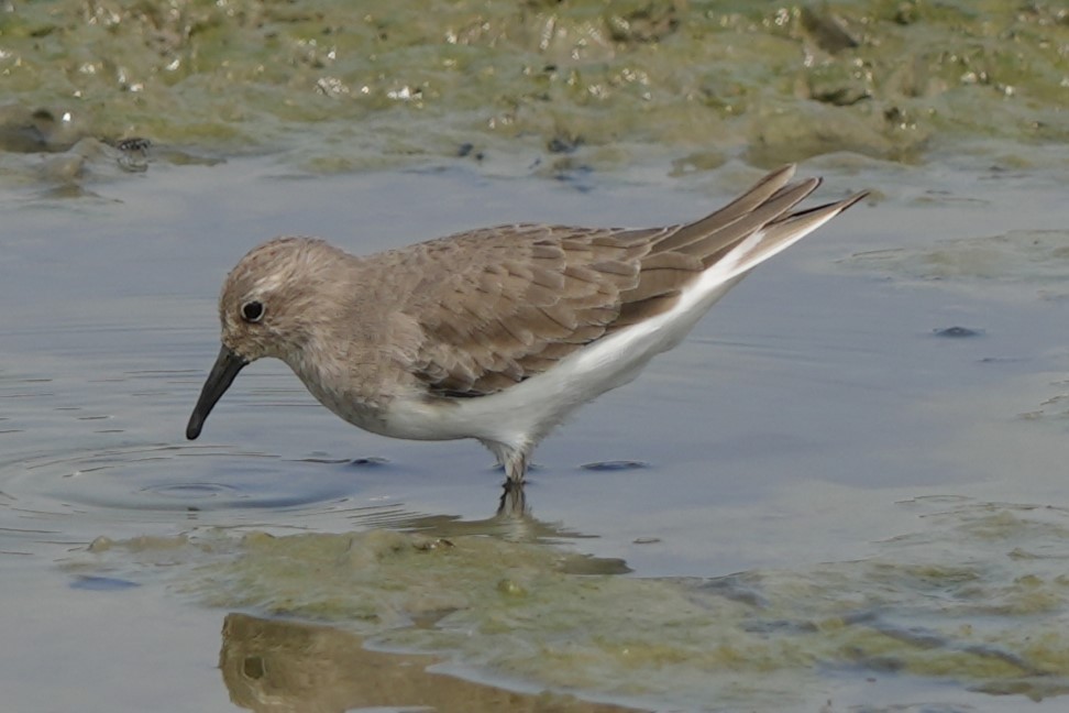 Temminck txirria - ML646732733