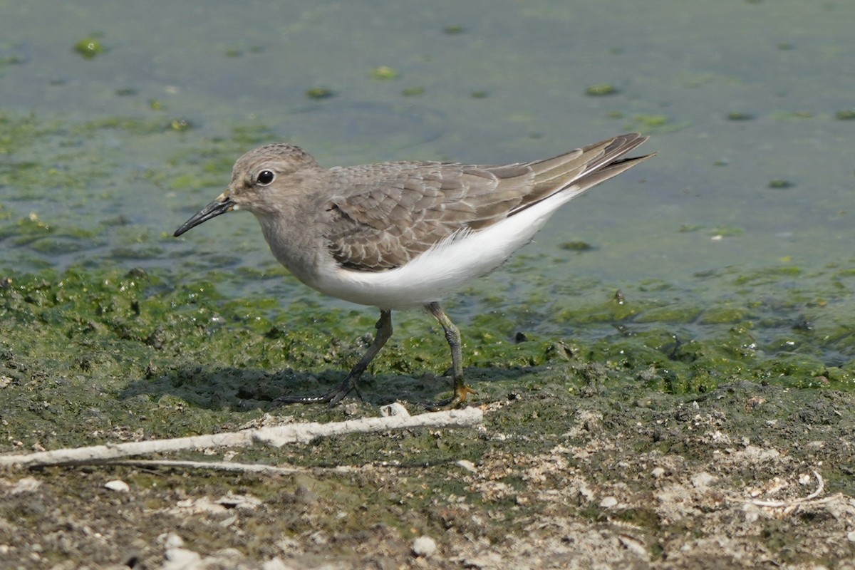 Temminck txirria - ML646732734