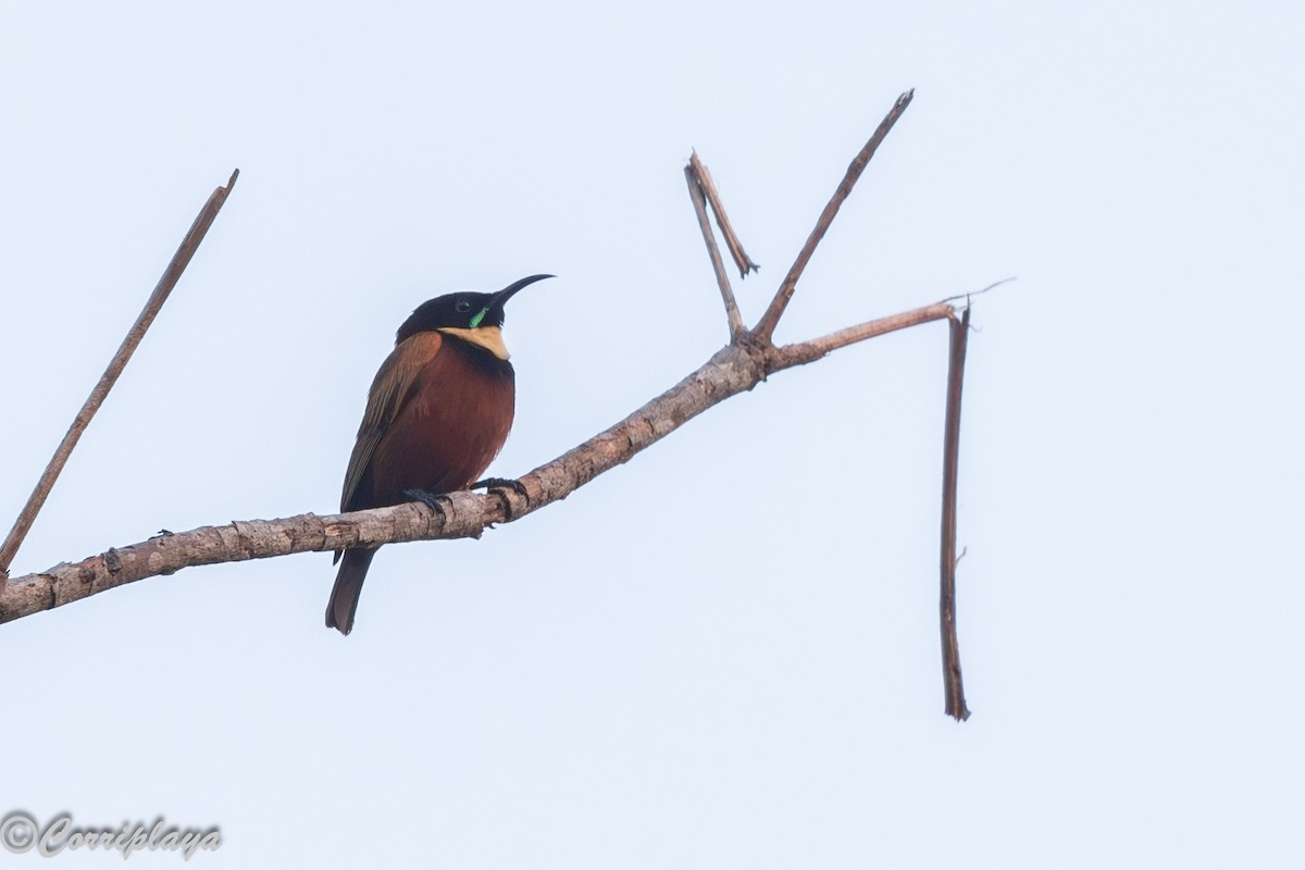 Buff-throated Sunbird - ML646732735