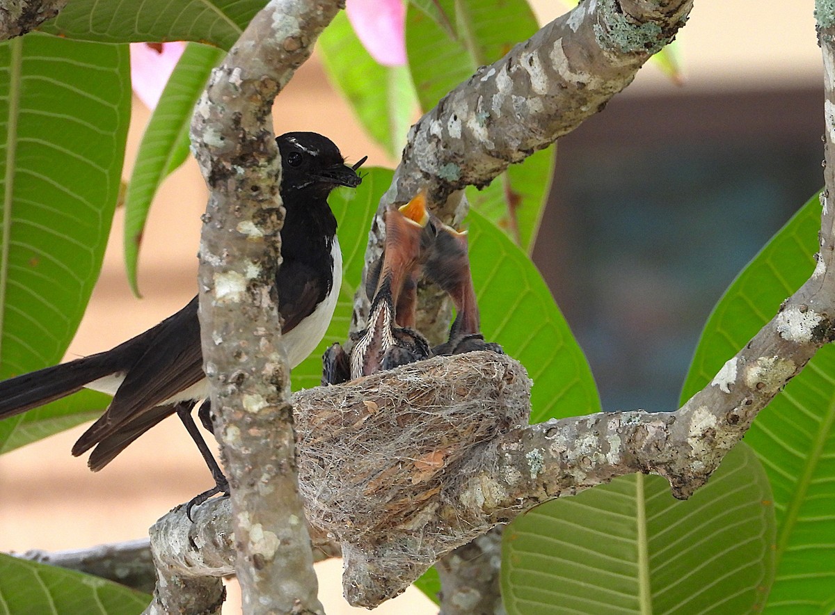 Willie-wagtail - ML646732736