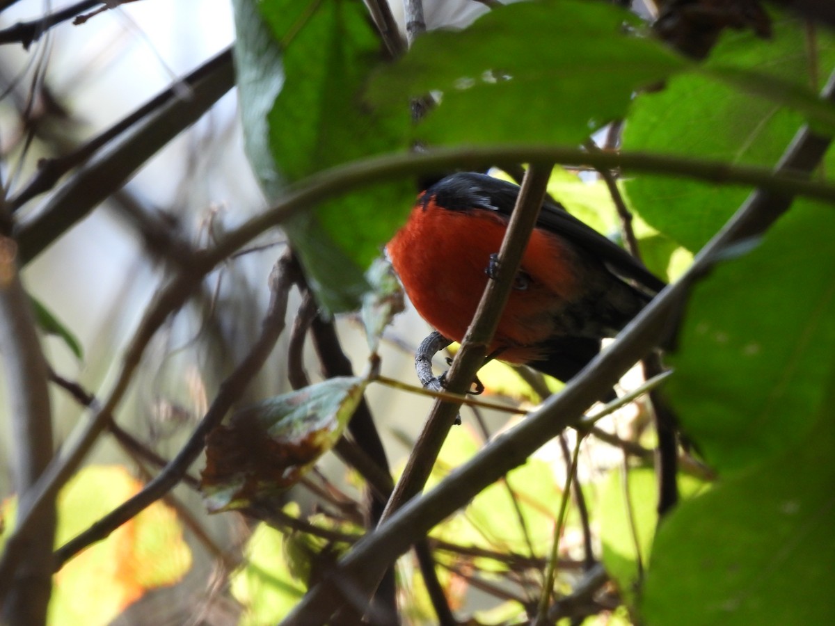 Slate-throated Redstart - ML646732737