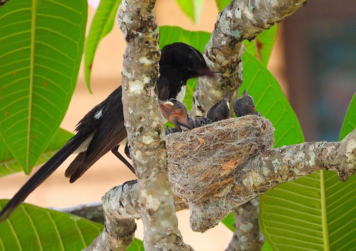 Willie-wagtail - ML646732738