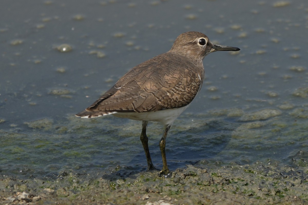 Kuliska txikia - ML646732739