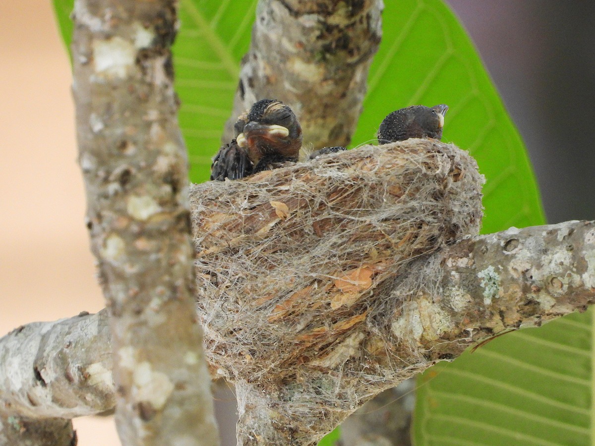 Willie-wagtail - ML646732740