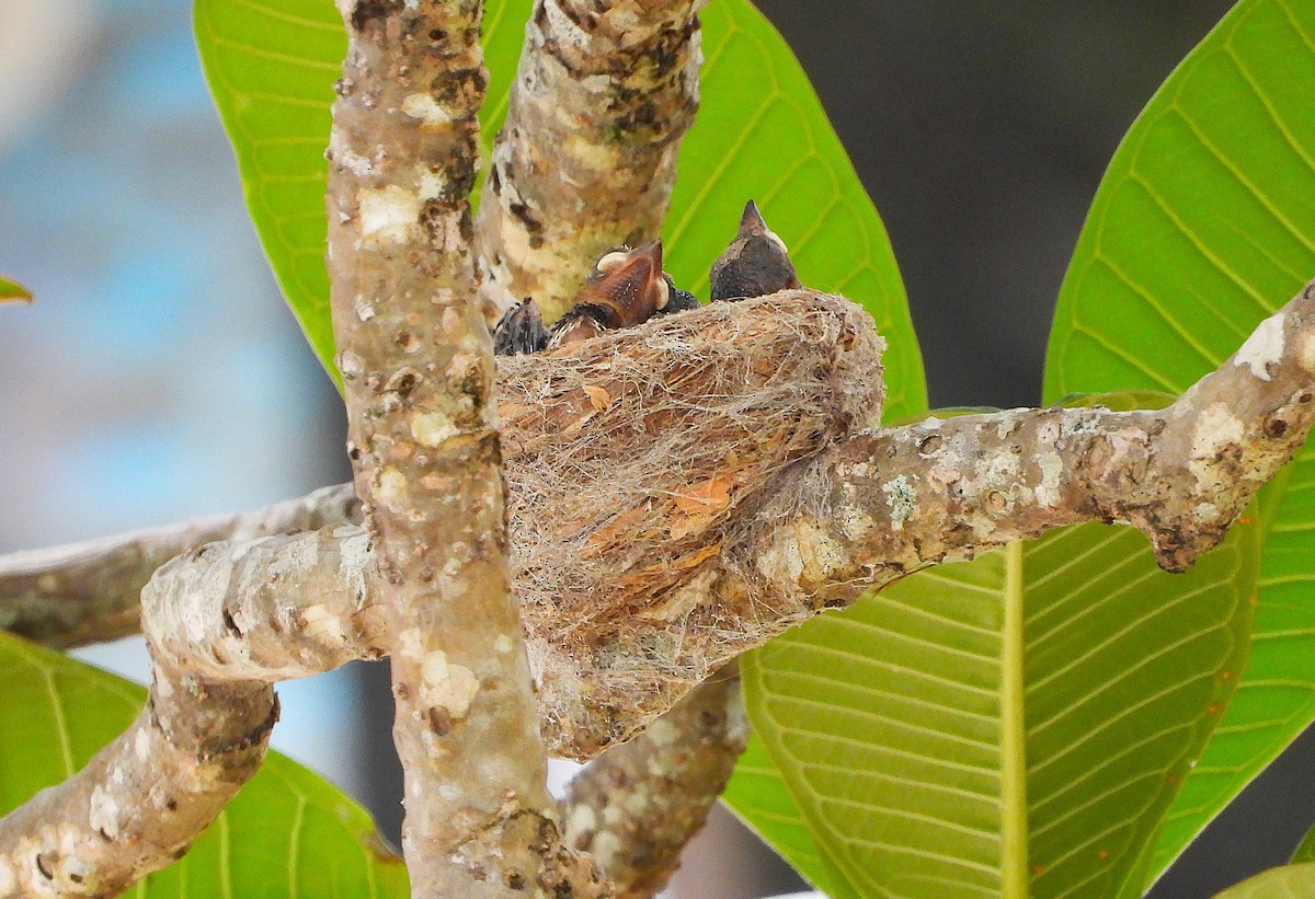 Willie-wagtail - ML646732741