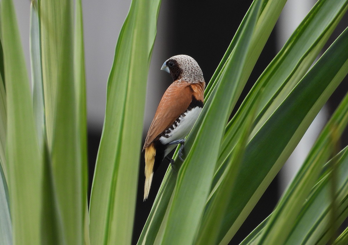 Chestnut-breasted Munia - ML646732742