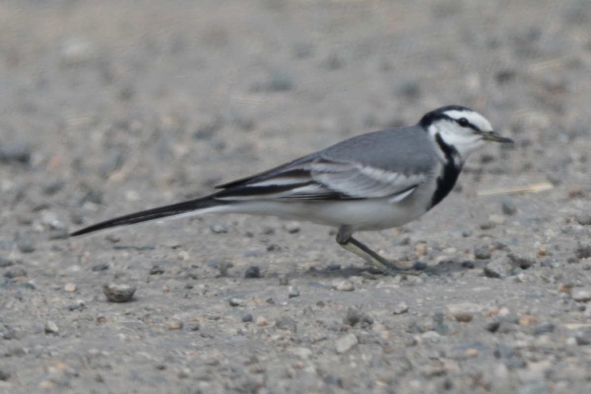 Buztanikara zuria (ocularis) - ML646732743