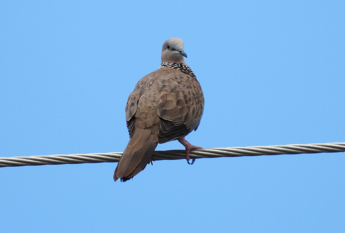 Spotted Dove - ML646732744
