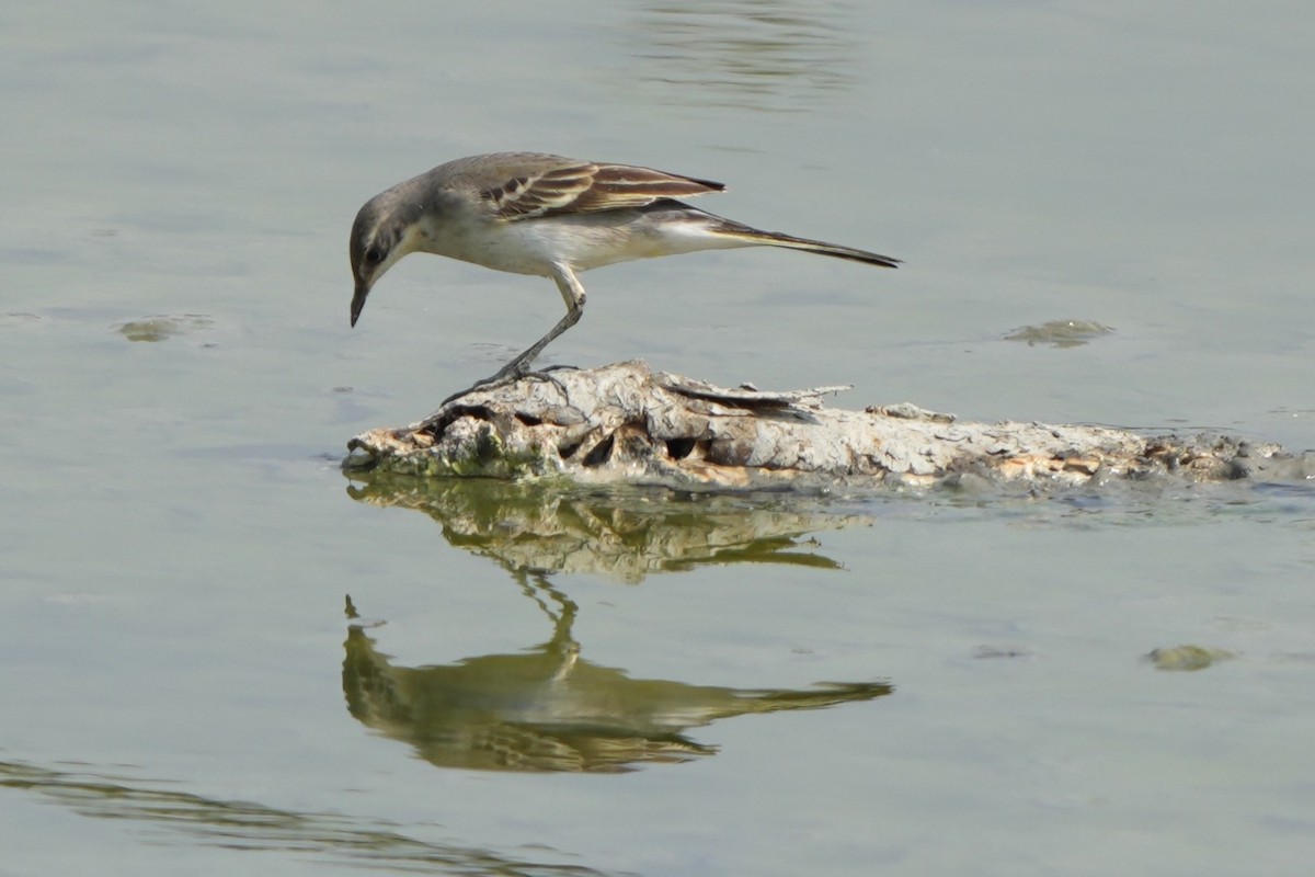 Eastern Yellow Wagtail (Green-headed) - ML646732745