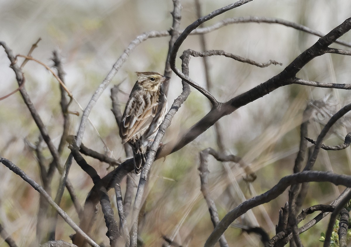 Savannah Sparrow - ML646732746