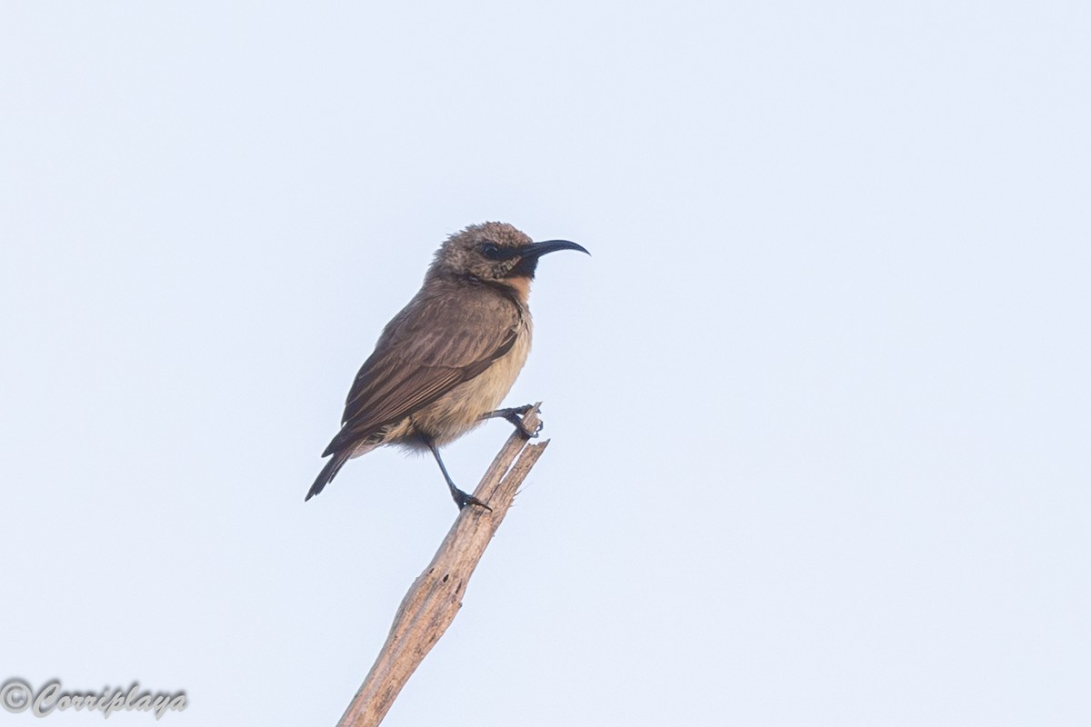 Buff-throated Sunbird - ML646732748