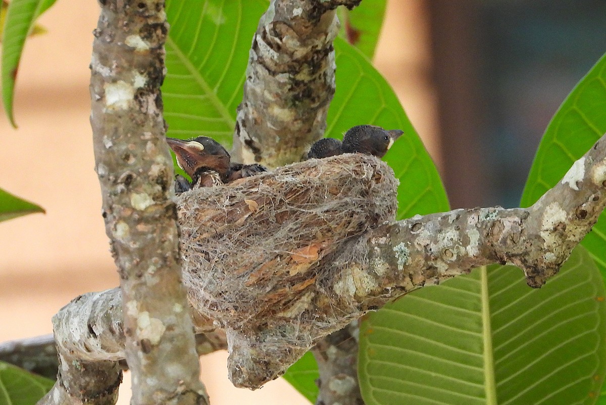 Willie-wagtail - ML646732749