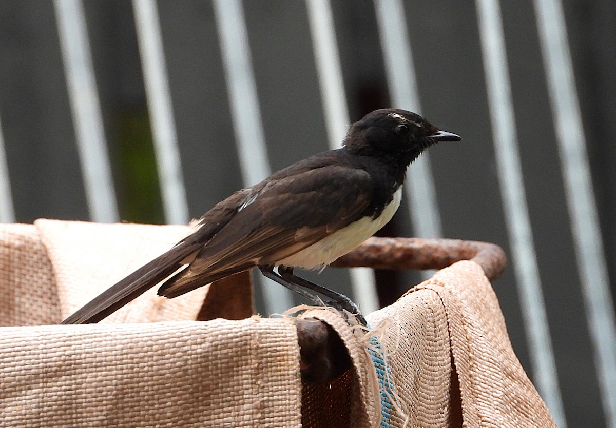 Willie-wagtail - ML646732752