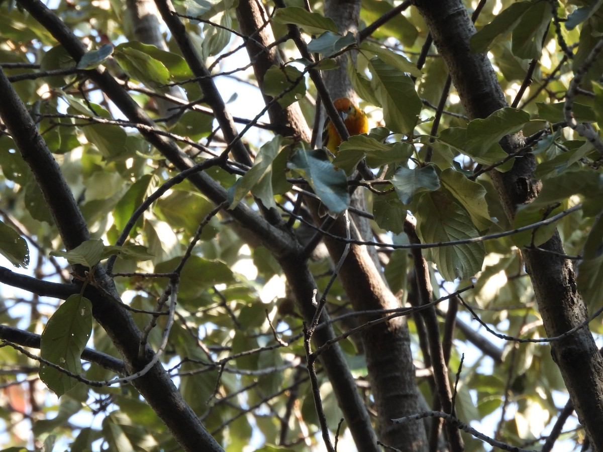 Hegaztia sp. - ML646732753