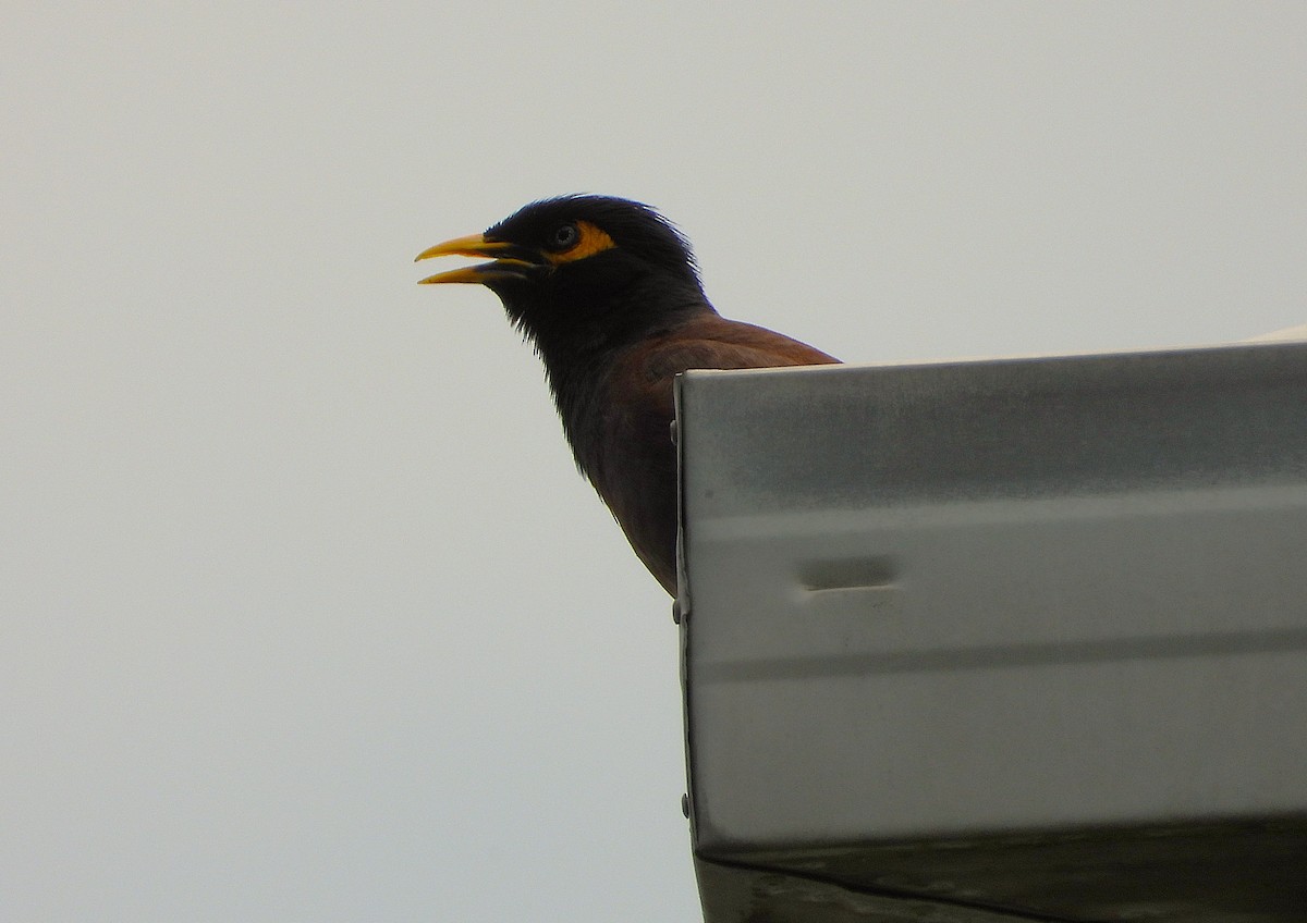 Hartxori tristea - ML646732754