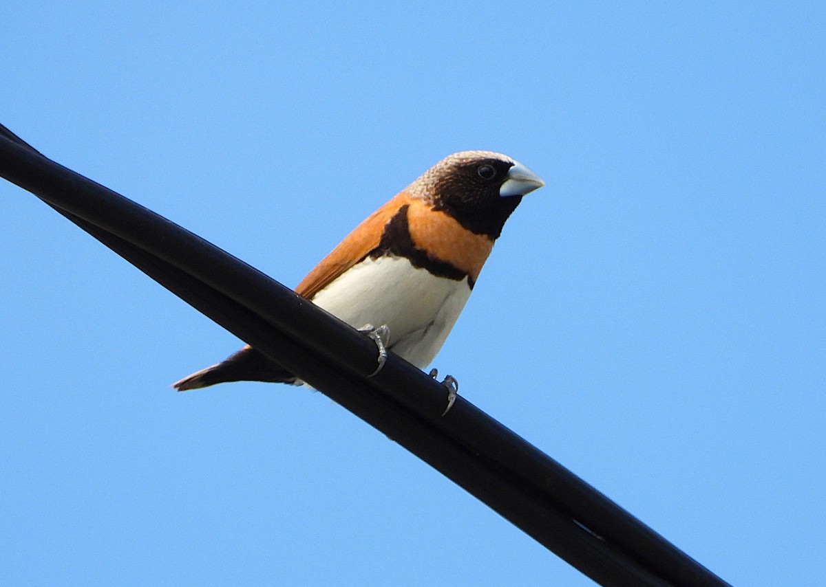 Chestnut-breasted Munia - ML646732756
