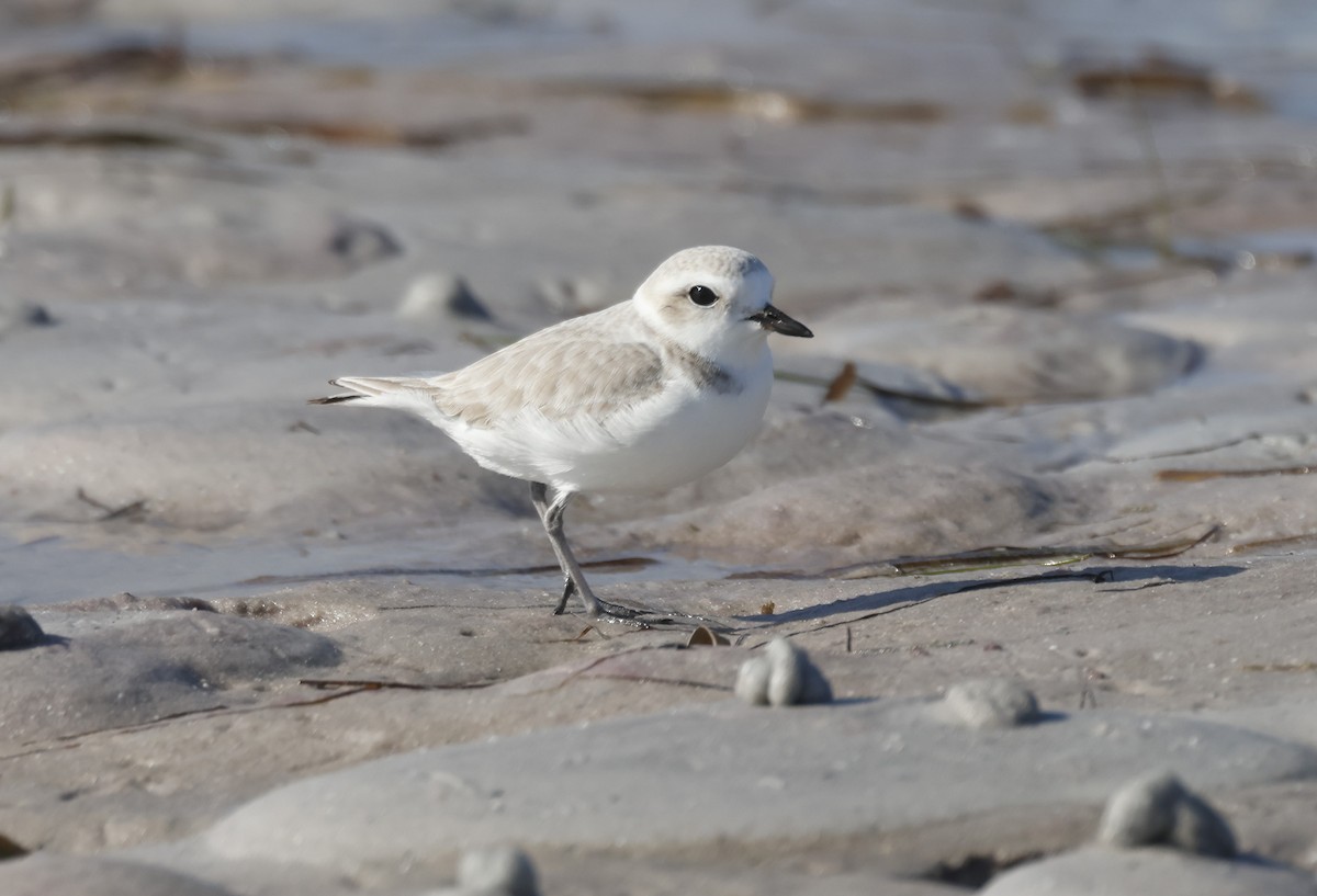 Snowy Plover - ML646732757