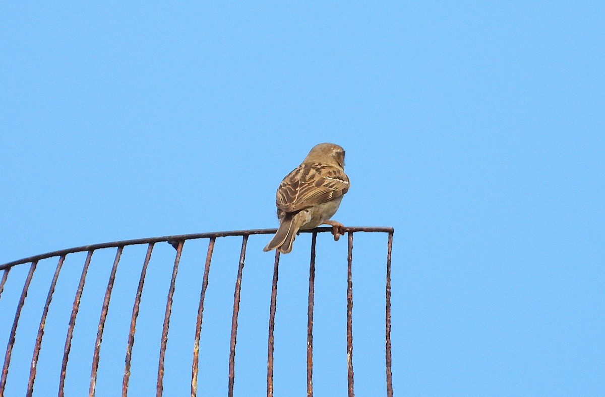 Etxe-txolarrea - ML646732759