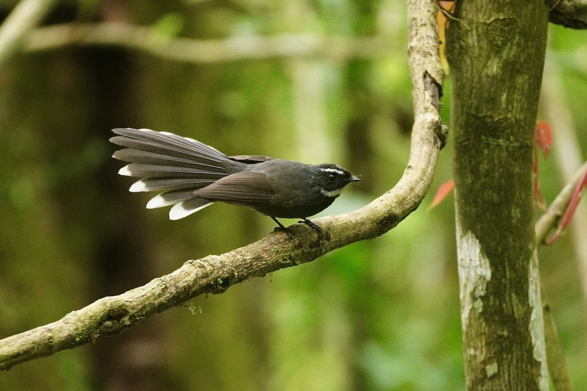 White-throated Fantail - ML646732760