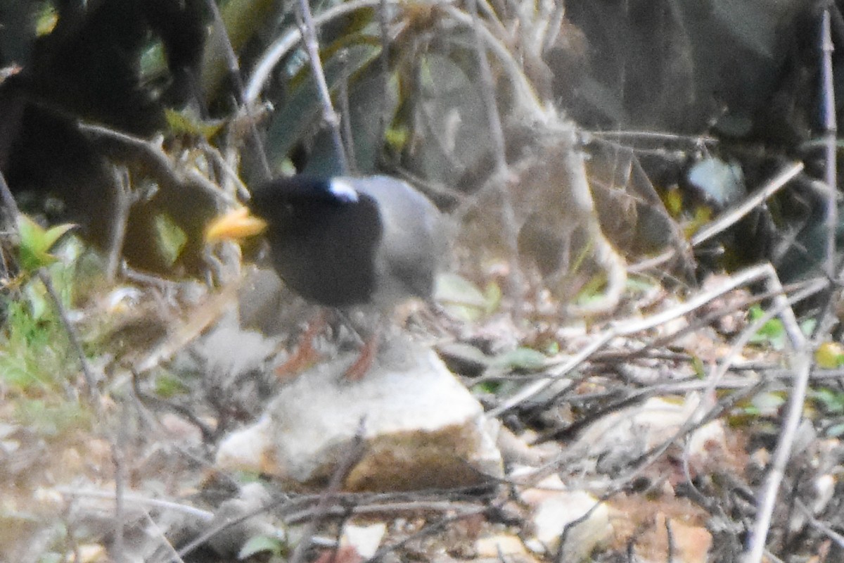 Yellow-billed Blue-Magpie - ML646732761