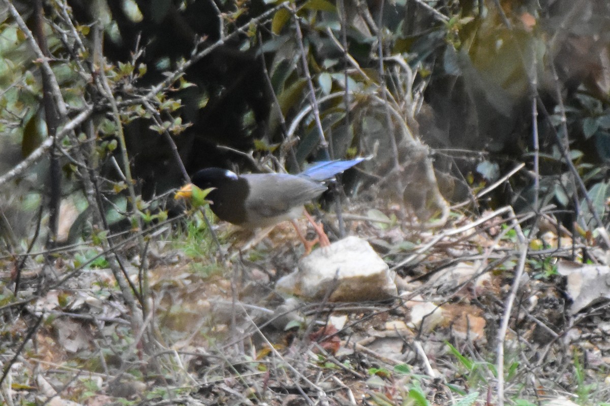 Yellow-billed Blue-Magpie - ML646732762
