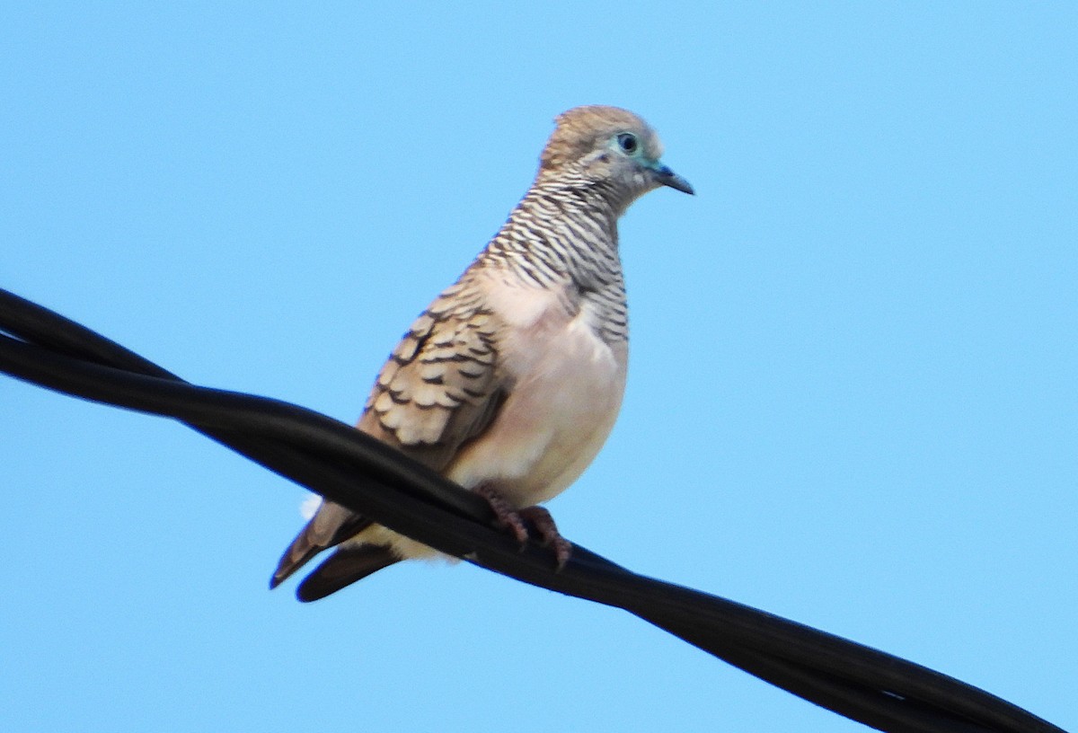 Peaceful Dove - ML646732763