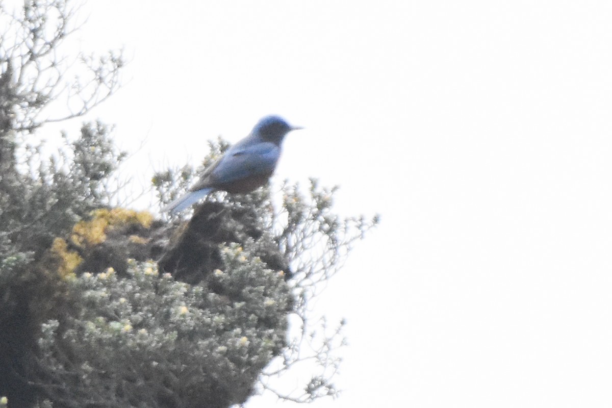 Chestnut-bellied Rock-Thrush - ML646732764