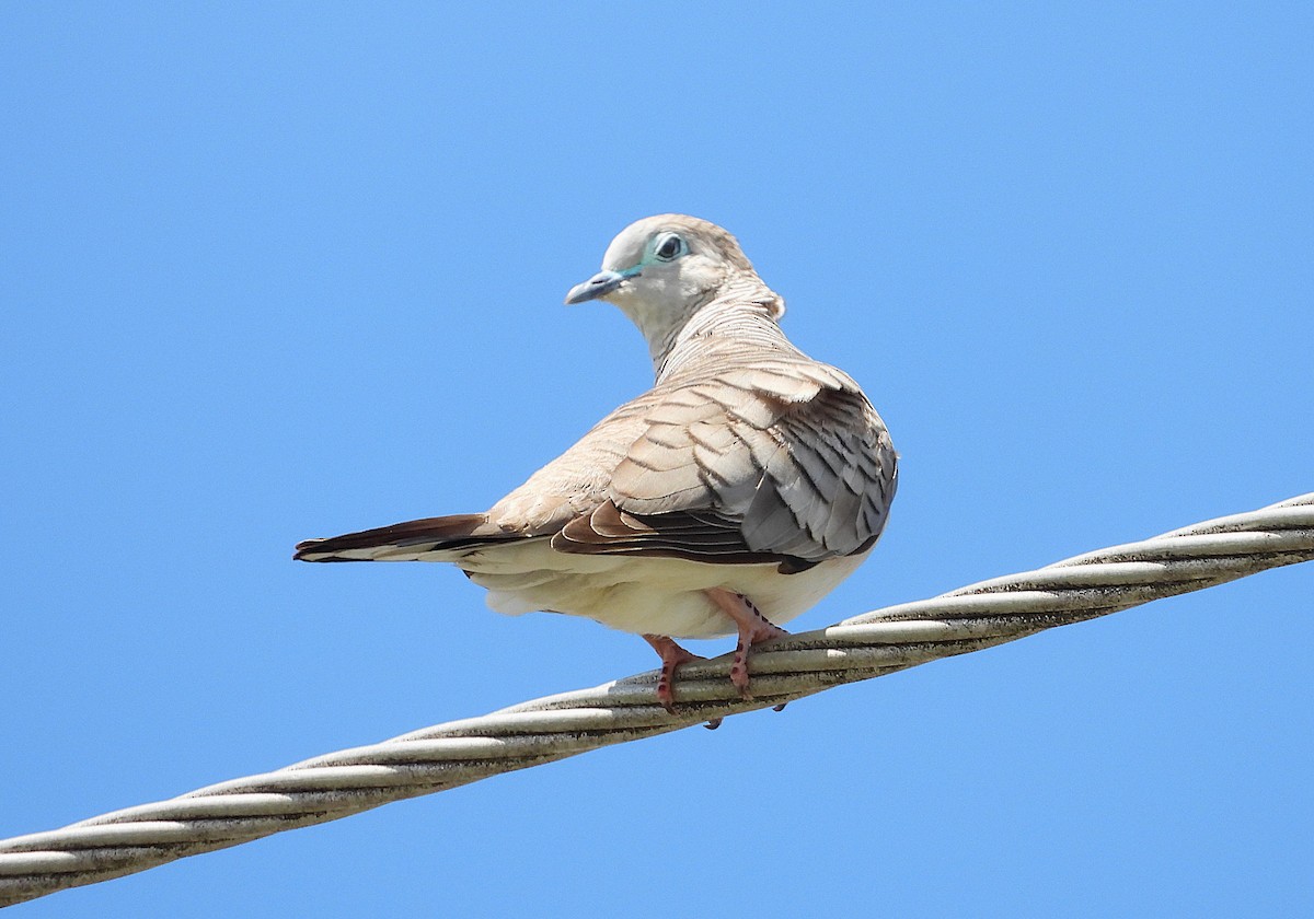 Peaceful Dove - ML646732766