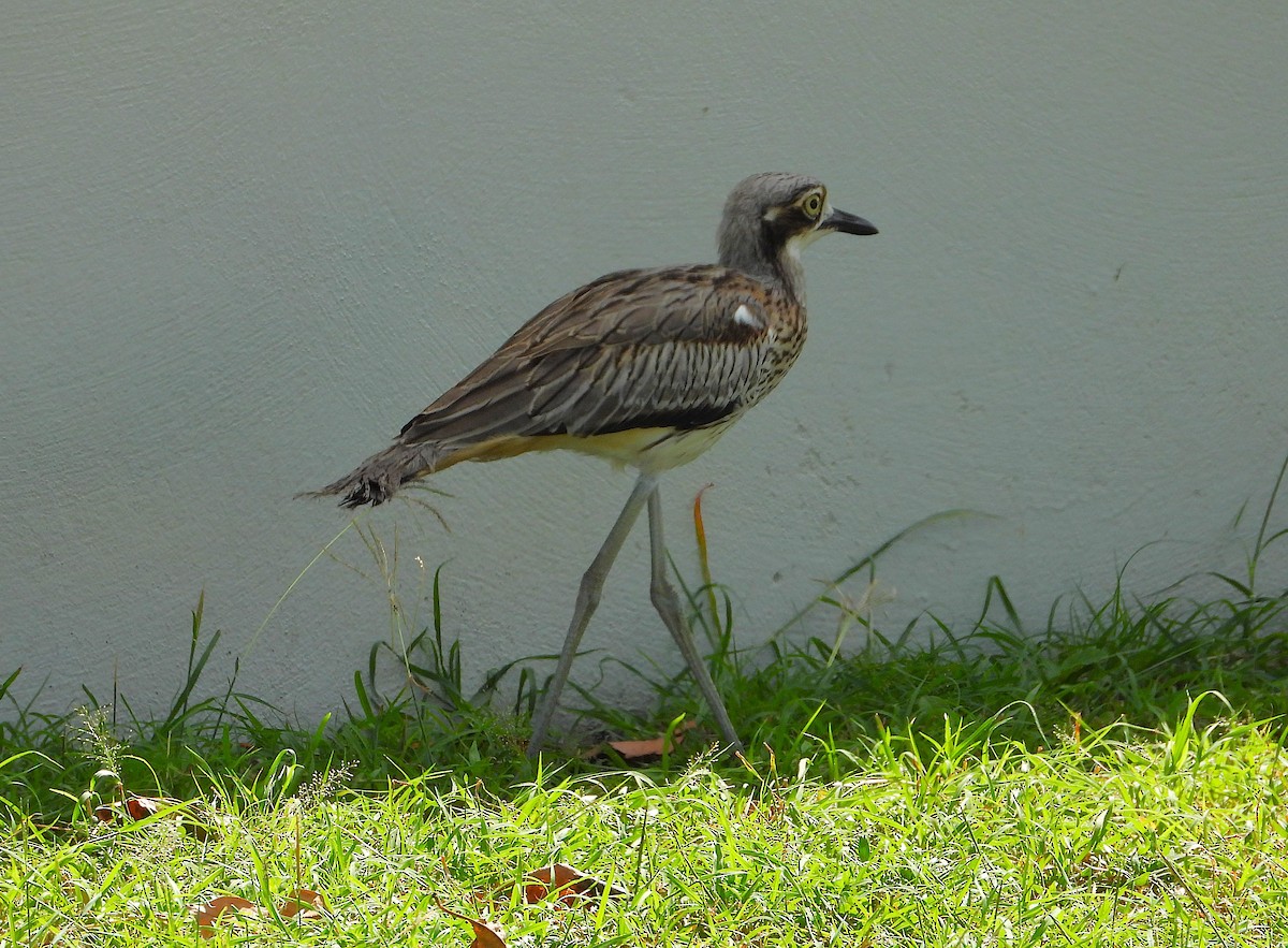 Bush Thick-knee - ML646732767