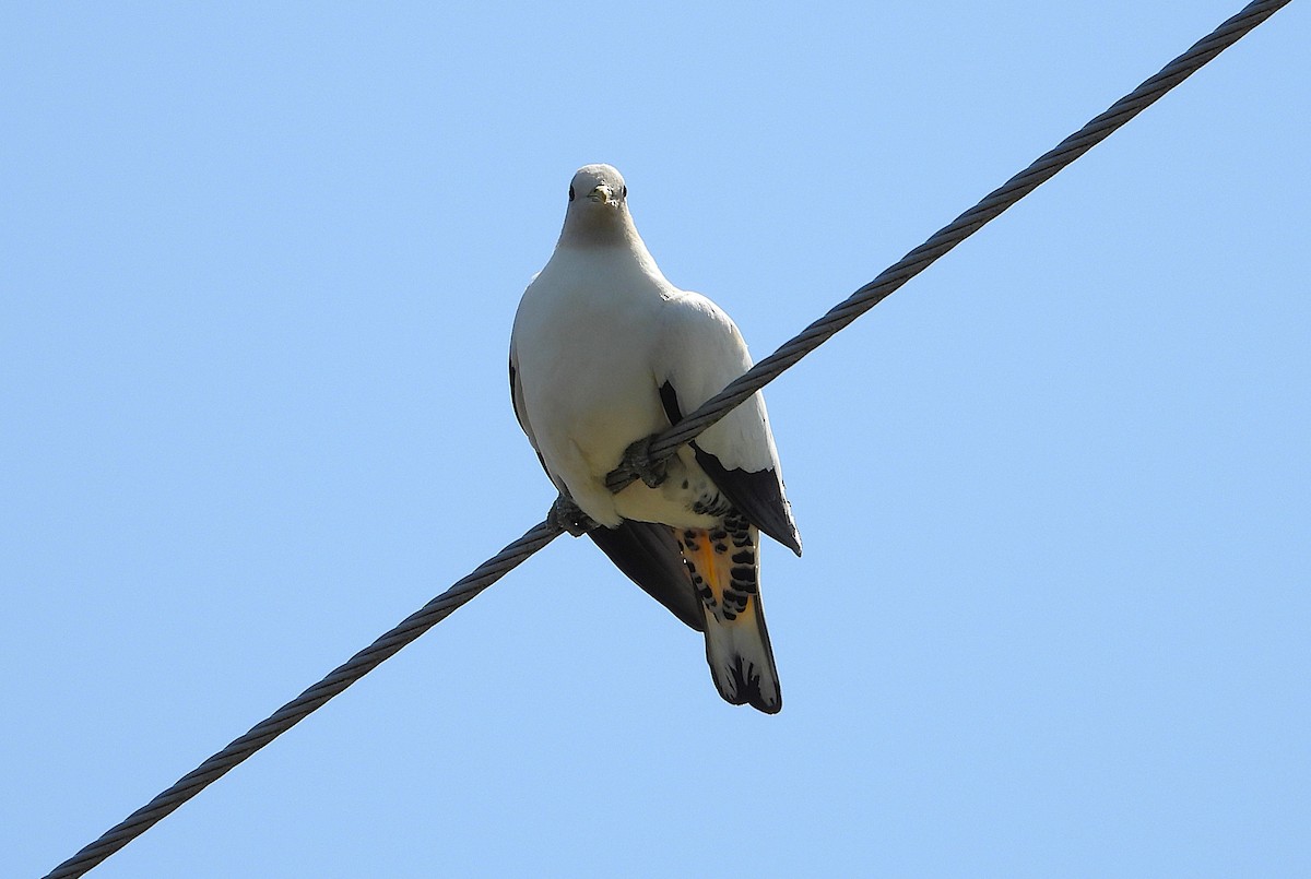 Torresian Imperial-Pigeon - ML646732768