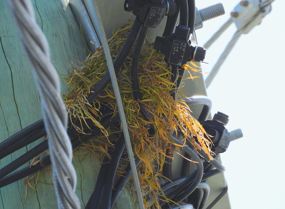 白胸燕鵙 - ML646732769