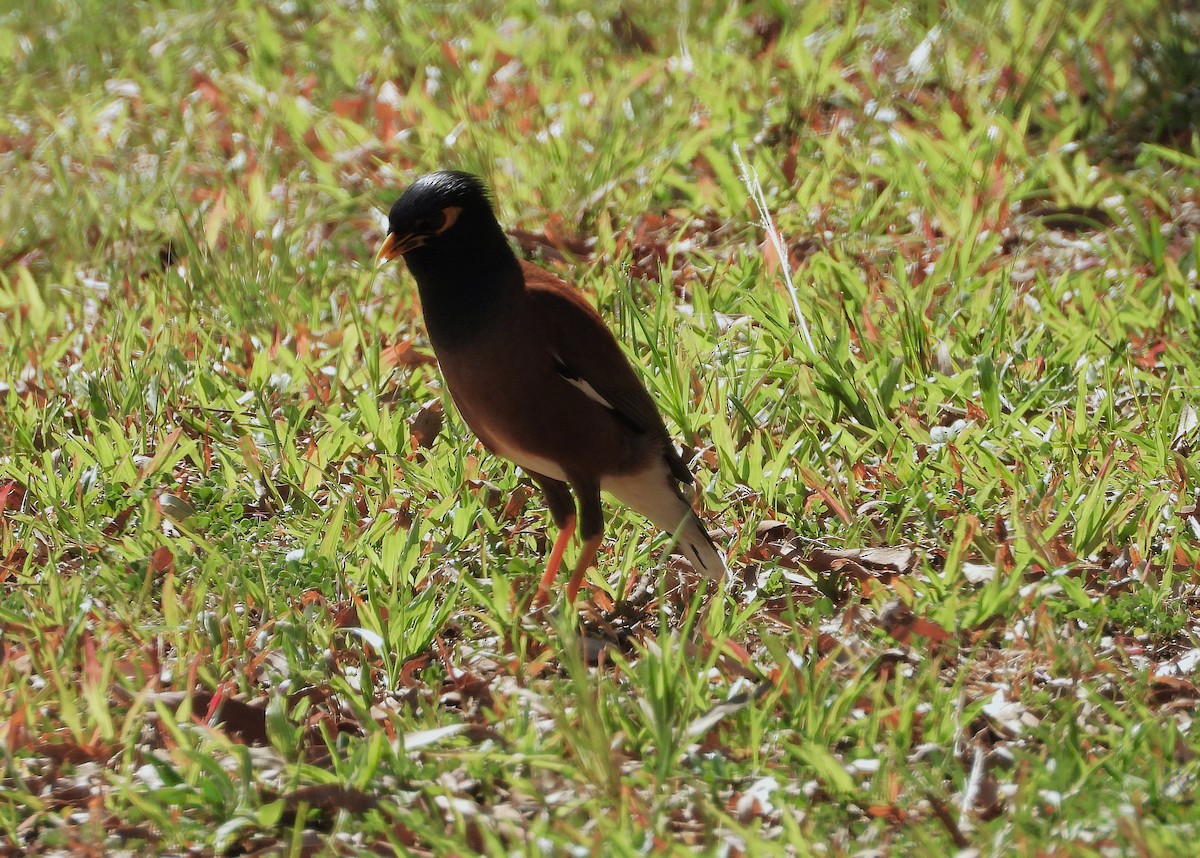 家八哥 - ML646732773