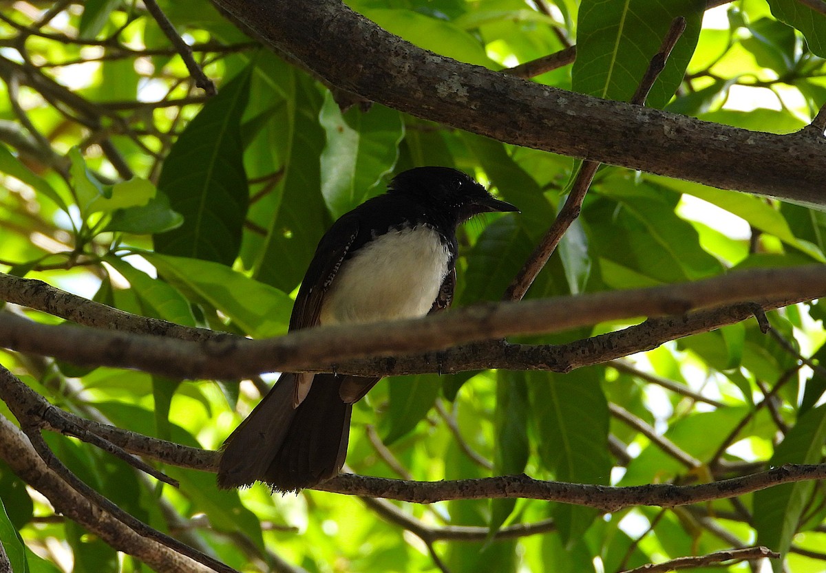 Willie-wagtail - ML646732777