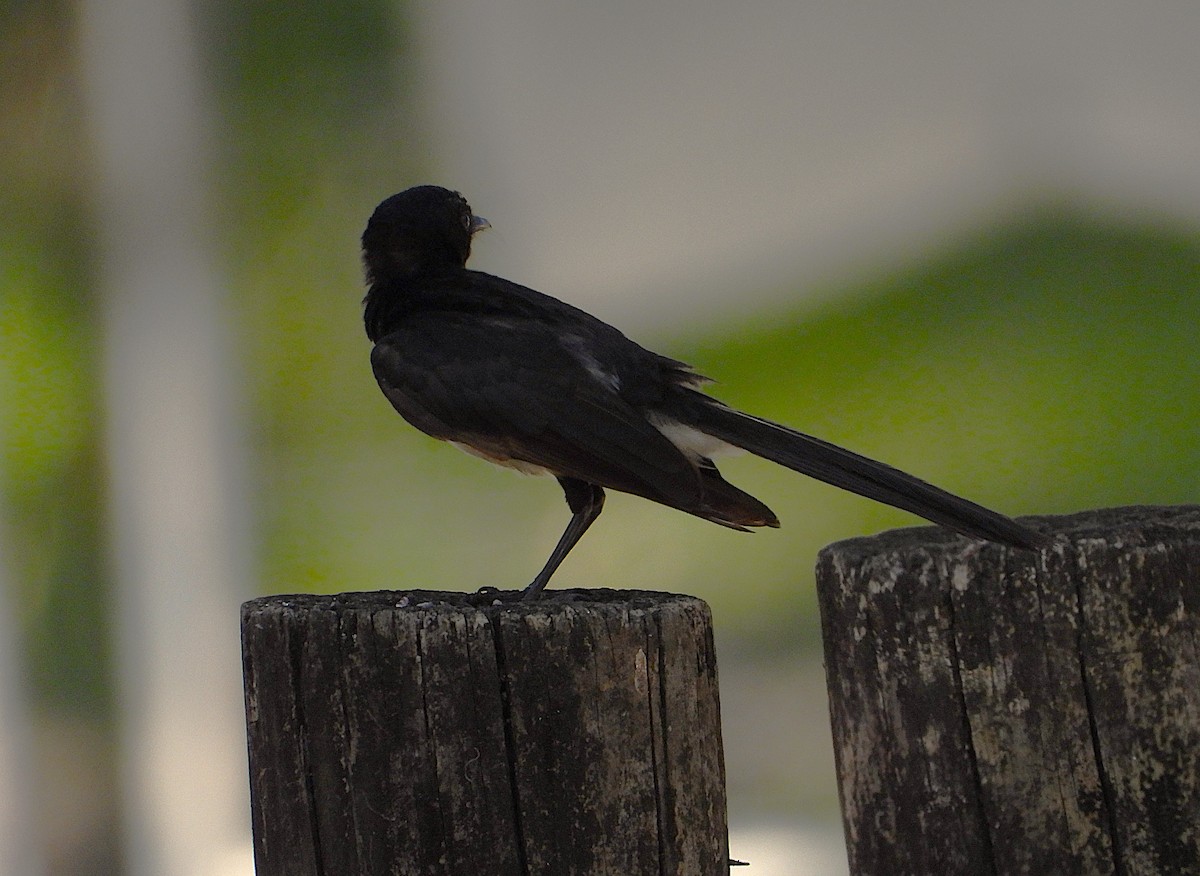 Willie-wagtail - ML646732778