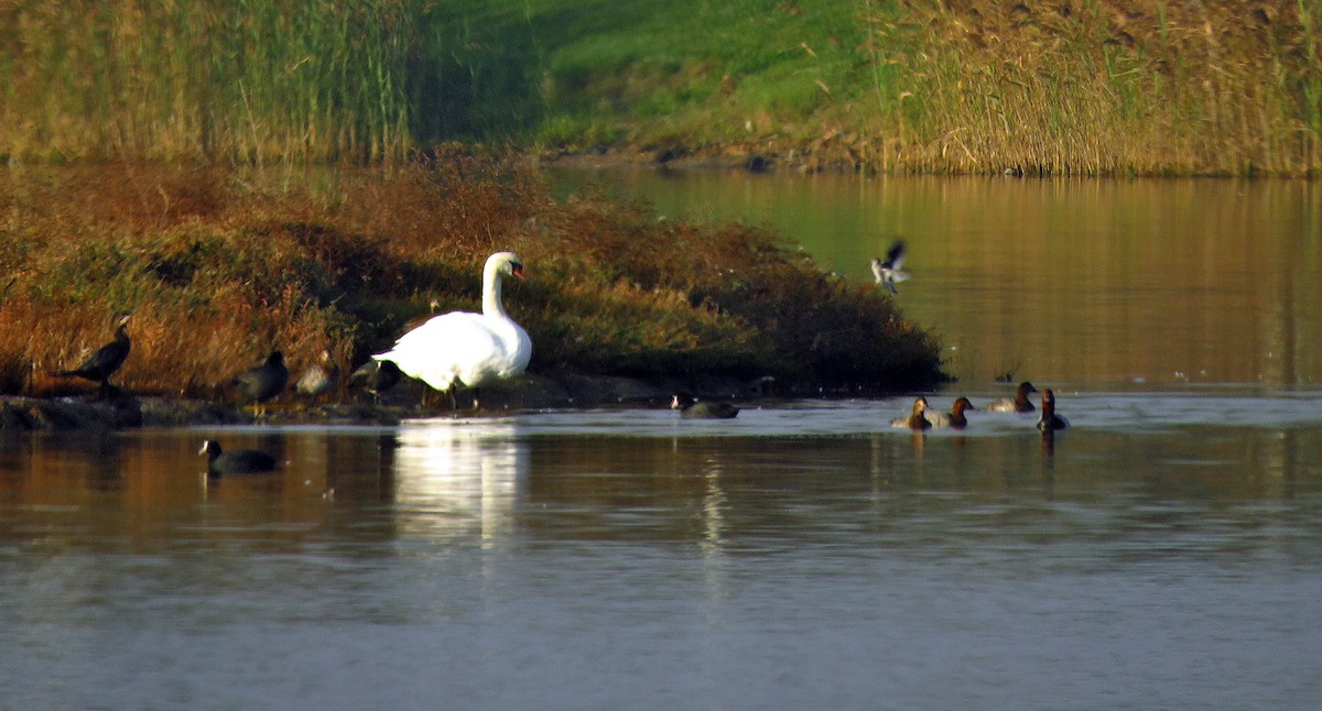 疣鼻天鵝 - ML646732779