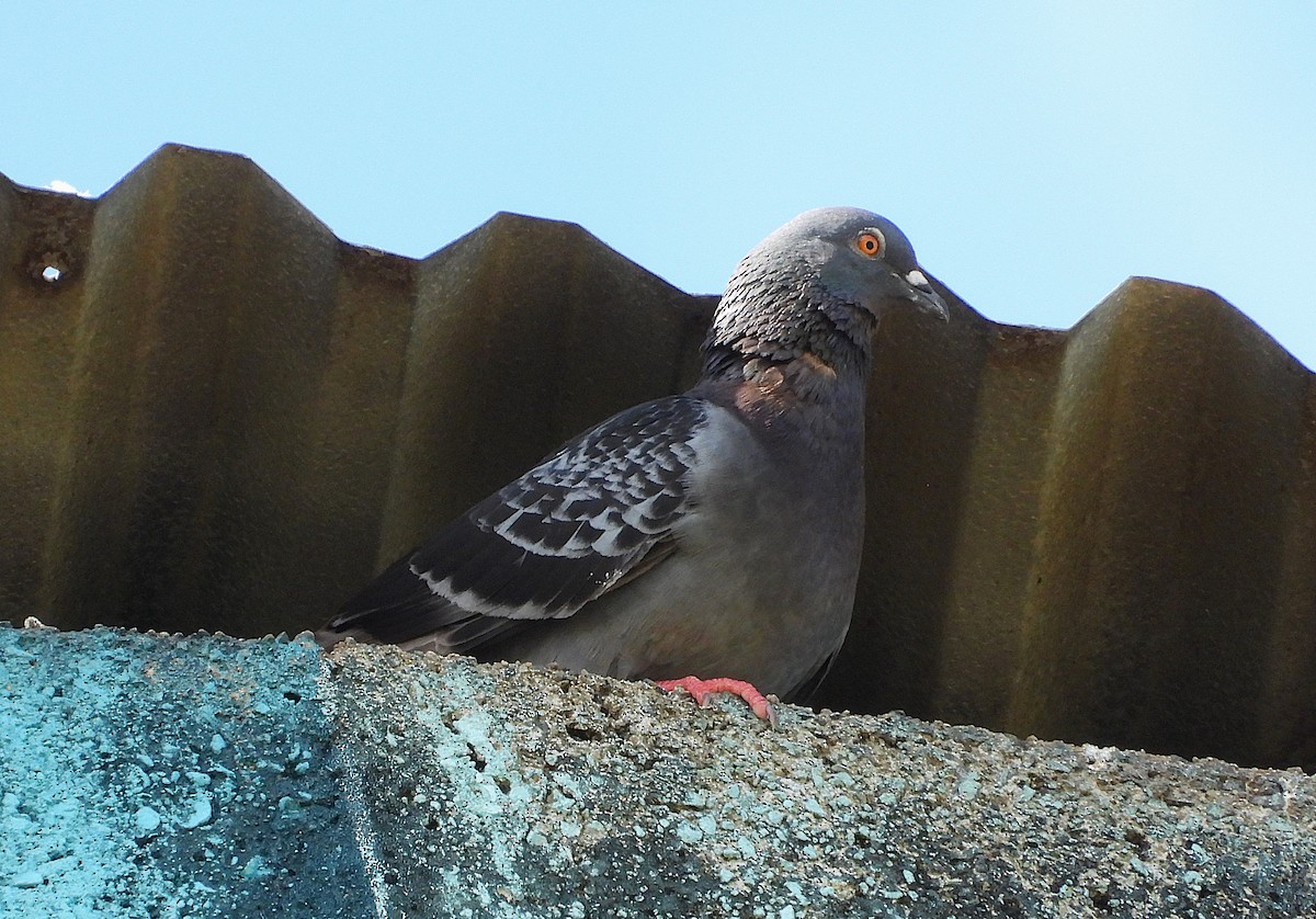 野鴿(野化) - ML646732780