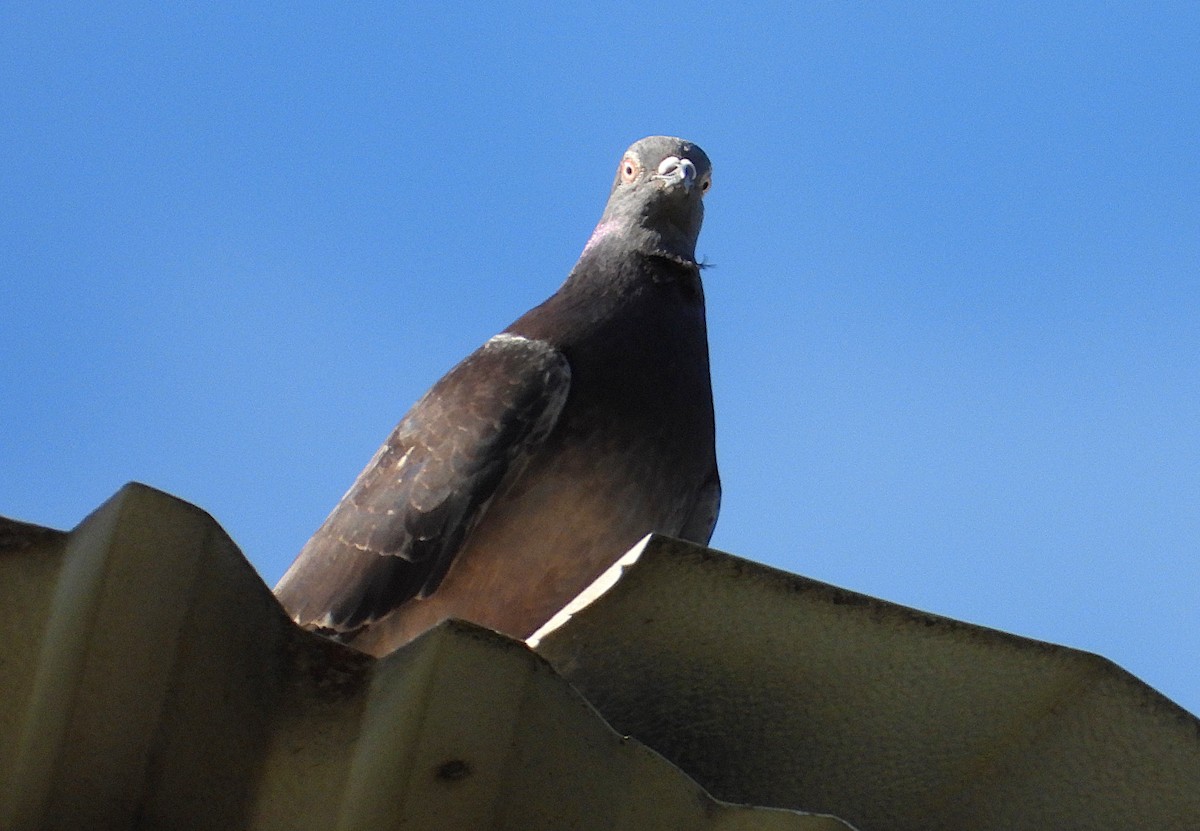 野鴿(野化) - ML646732781