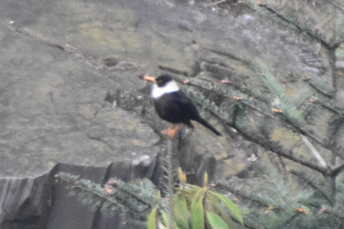 White-collared Blackbird - ML646732782