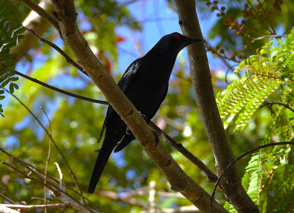 Metallic Starling - ML646732783
