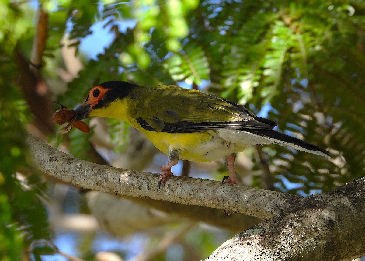 Australasian Figbird - ML646732784