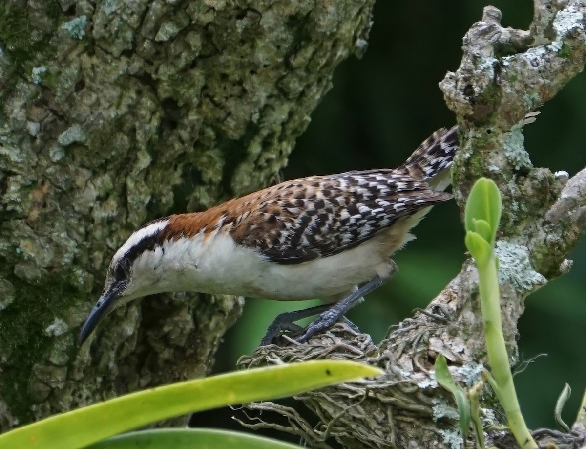 Rufous-backed Wren - ML646732793
