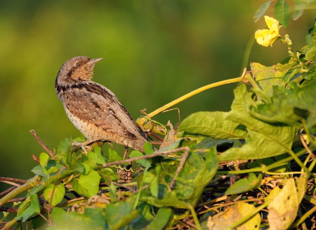 Крутиголовка звичайна - ML646732800