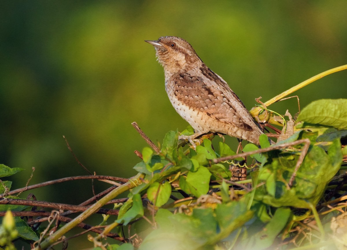 Крутиголовка звичайна - ML646732801