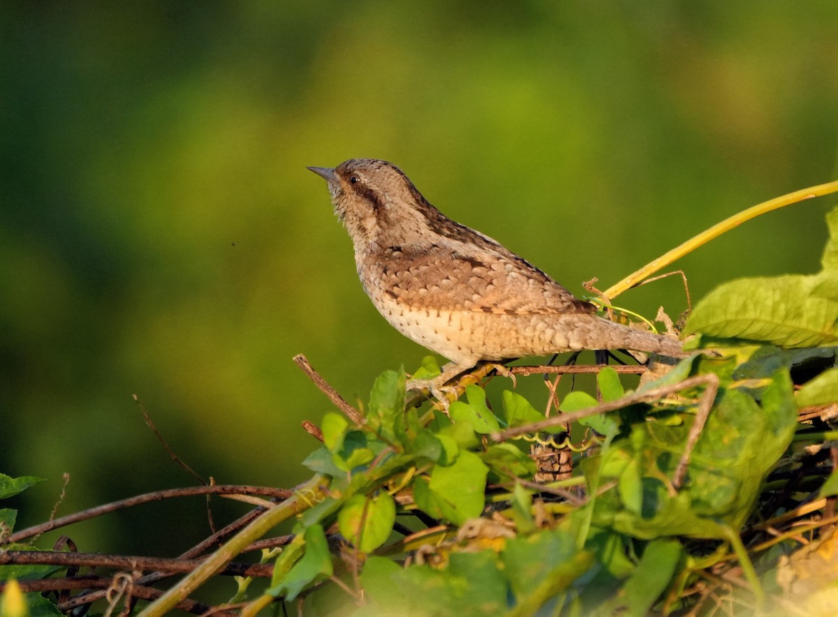 Крутиголовка звичайна - ML646732802